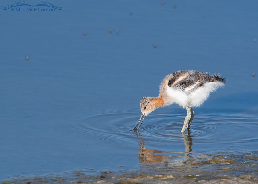 American Avocet chick foraging in water, Bear River Migratory Bird Refuge, Box Elder County, Utah