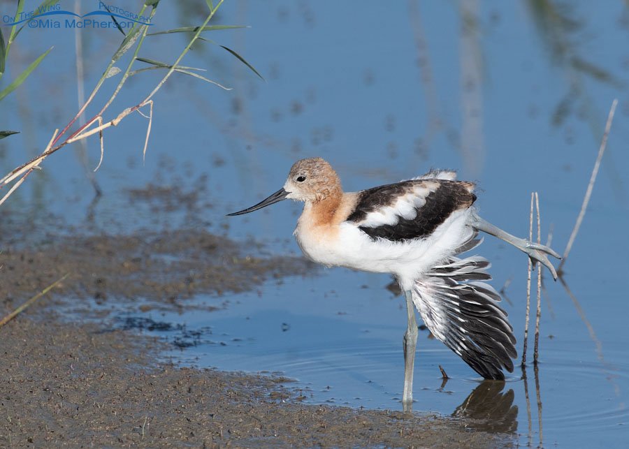 American Avocet chick stretching, Bear River Migratory Bird Refuge, Box Elder County, Utah