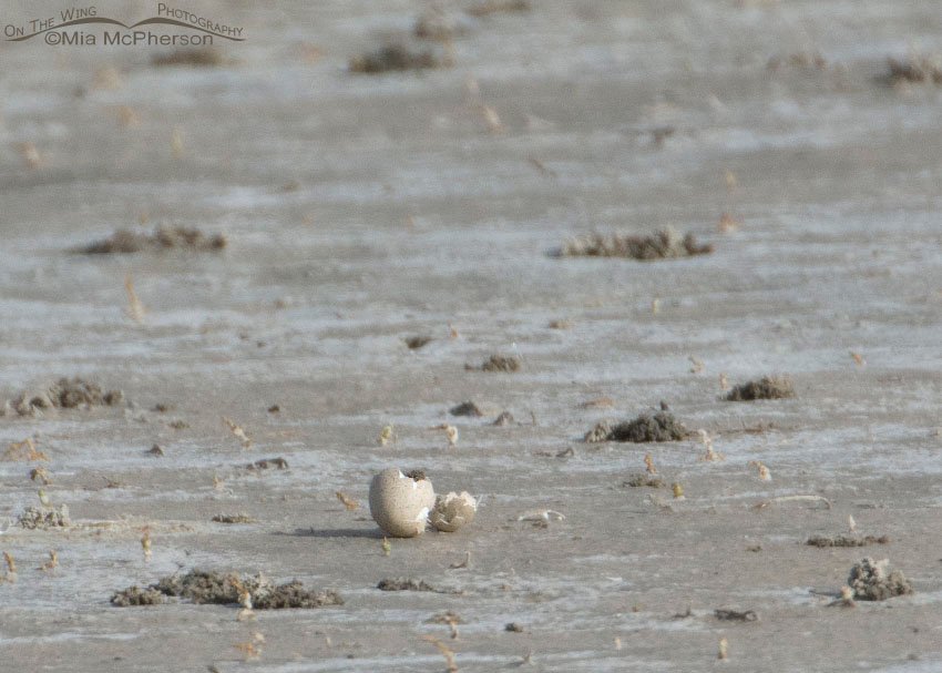 Hatching American Avocet, Bear River Migratory Bird Refuge, Box Elder County, Utah