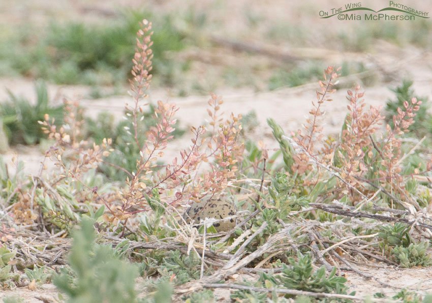 American Avocet egg, Bear River Migratory Bird Refuge, Box Elder County, Utah