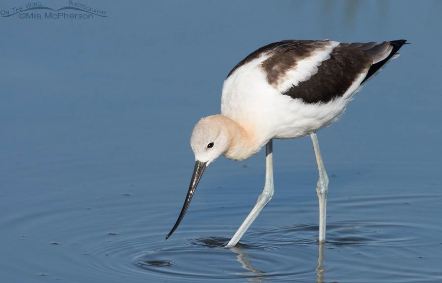 Female American Avocet in nonbreeding plumage, Bear River Migratory Bird Refuge, Box Elder County, Utah