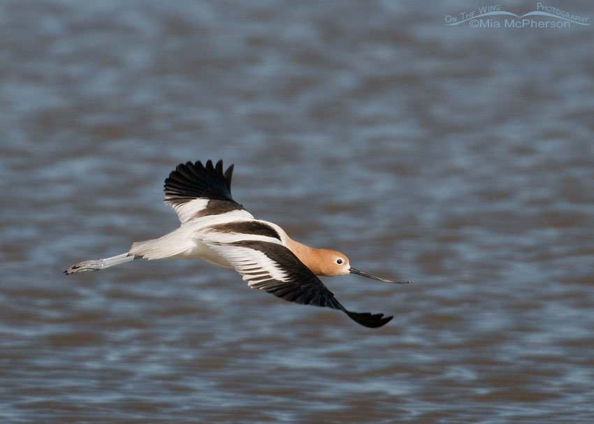 American Avocet in flight at Bear River MBR, Box Elder County, Utah