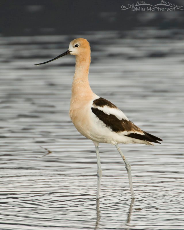 American Avocet, low light, Red Rock Lakes National Wildlife Refuge, Beaverhead County, Montana