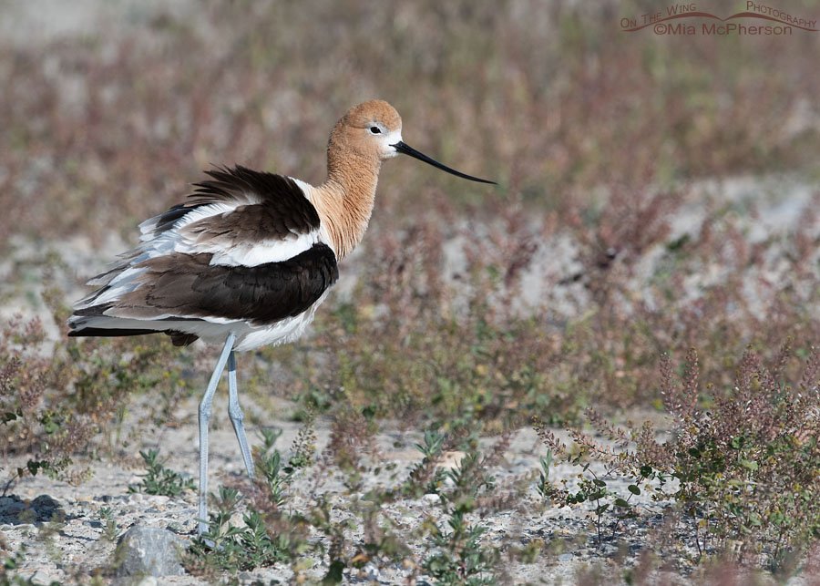 Male American Avocet watching over his mate, Bear River Migratory Bird Refuge, Box Elder County, Utah
