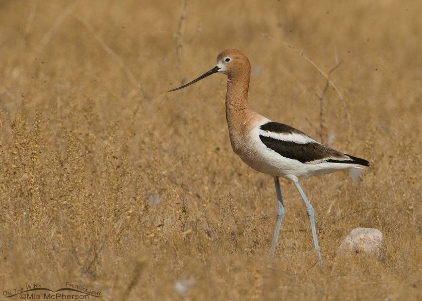 American Avocet in dried weeds, Antelope Island State Park, Davis County, Utah
