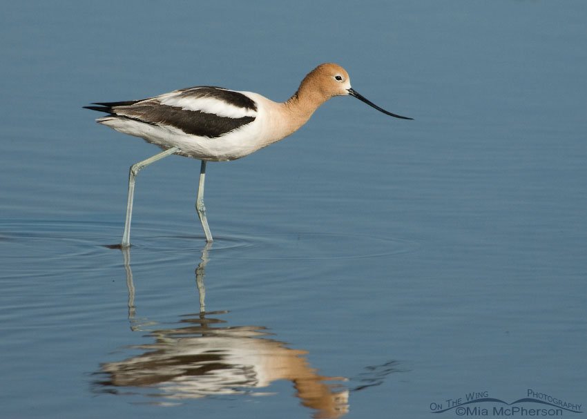 American Avocet foraging in a shallow pond, Bear River Migratory Bird Refuge, Box Elder County, Utah