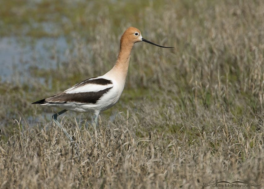 American Avocet at the edge of the marsh, Bear River Migratory Bird Refuge, Box Elder County, Utah