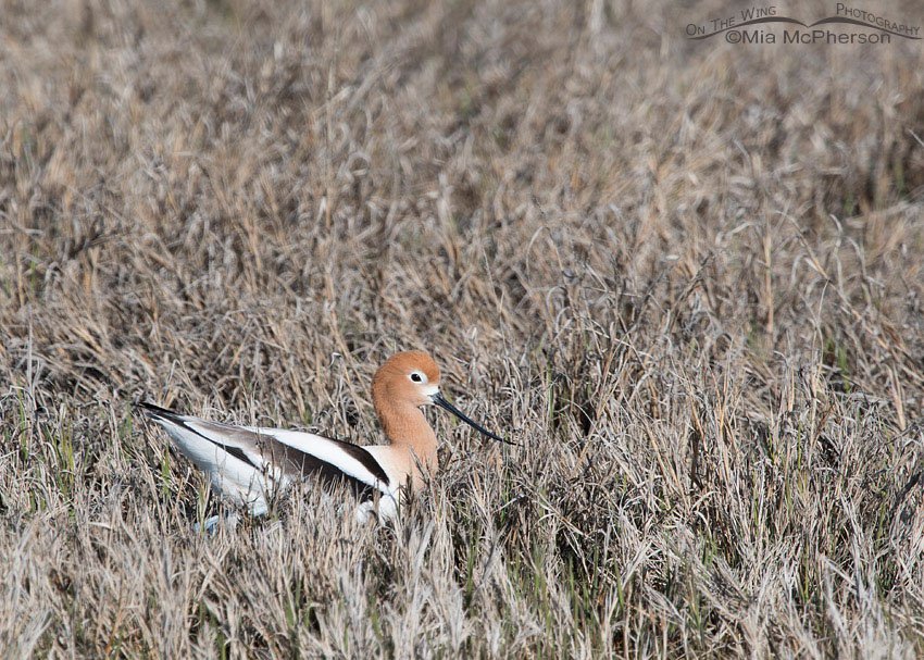 American Avocet female presumably on nest, Bear River Migratory Bird Refuge, Box Elder County, Utah