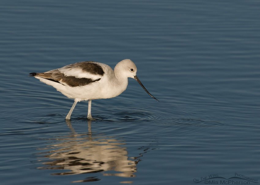 American Avocet in nonbreeding plumage, Farmington Bay WMA, Davis County, Utah