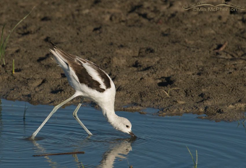 Non-breeding adult American Avocet at Bear River Migratory Bird Refuge, Box Elder County, Utah