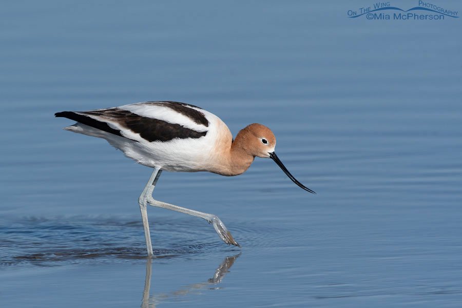 American Avocet foraging in shallow water American Avocet foraging in shallow water, Bear River Migratory Bird Refuge, Box Elder County, Utah