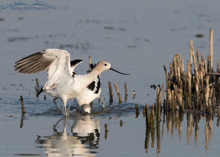 American Avocet gets aggressive, Bear River Migratory Bird Refuge, Box Elder County, Utah
