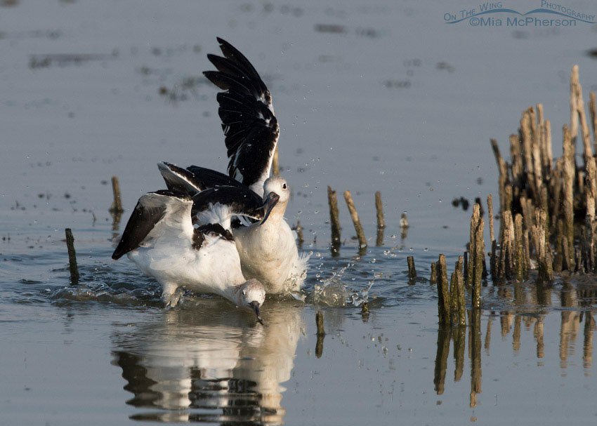 One American Avocet attacking the other, Bear River Migratory Bird Refuge, Box Elder County, Utah