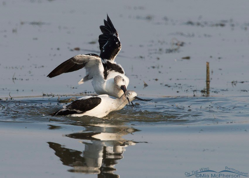 Male American Avocet with a grip on the female's neck, Bear River Migratory Bird Refuge, Box Elder County, Utah