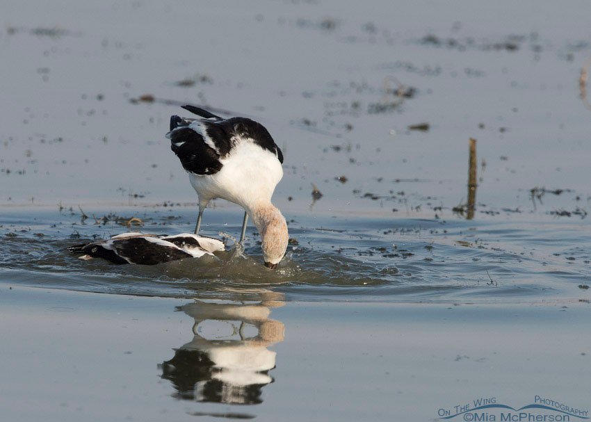 Male American Avocet pushing the female under water, Bear River Migratory Bird Refuge, Box Elder County, Utah