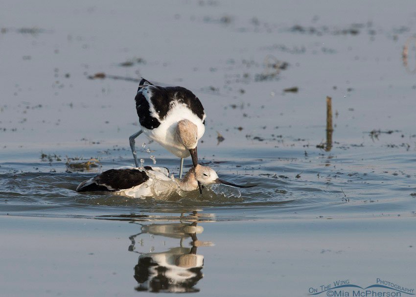 Male American Avocet choking the female, Bear River Migratory Bird Refuge, Box Elder County, Utah