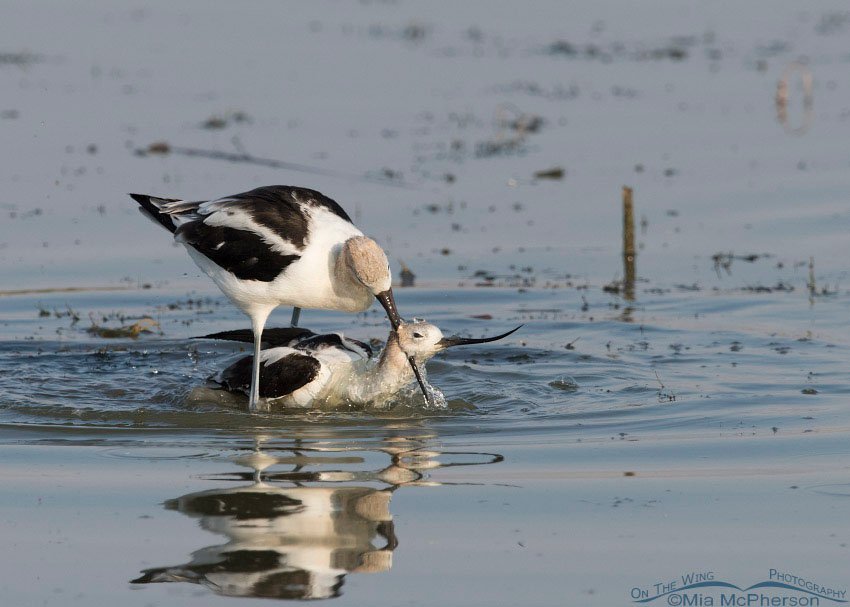 Male American Avocet being aggressive with the female, Bear River Migratory Bird Refuge, Box Elder County, Utah