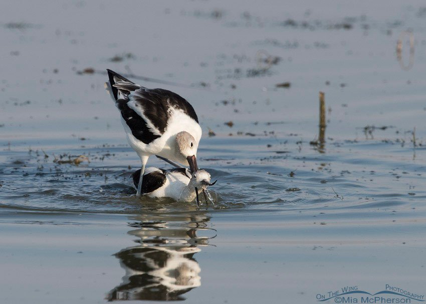 American Avocet male with his bill around the female's neck, Bear River Migratory Bird Refuge, Box Elder County, Utah