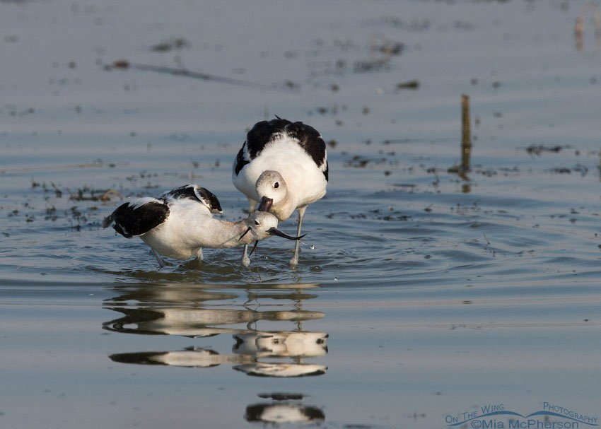 End of American Avocet battle, Bear River Migratory Bird Refuge, Box Elder County, Utah