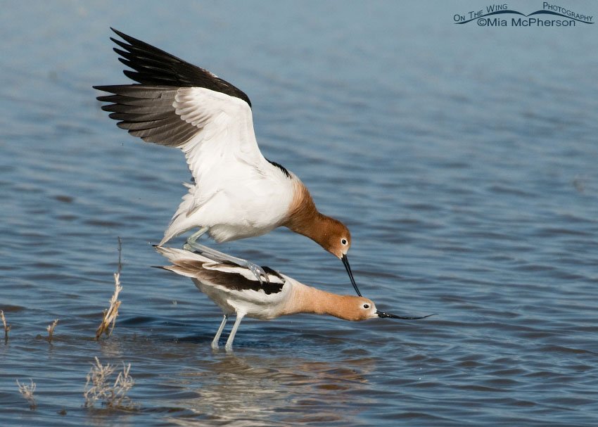 American Avocets mating, Bear River Migratory Bird Refuge, Box Elder County, Utah