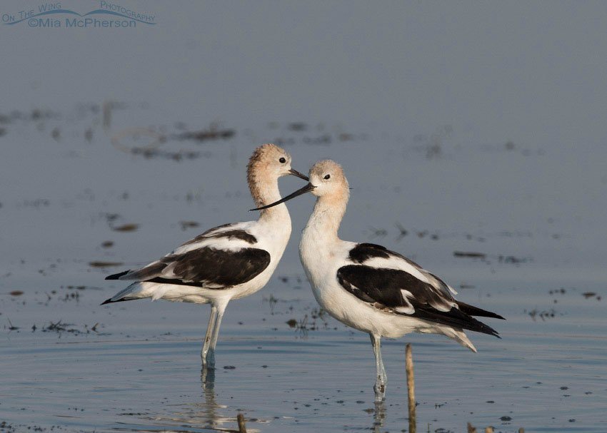 Two American Avocets at Bear River MBR, Bear River Migratory Bird Refuge, Box Elder County, Utah
