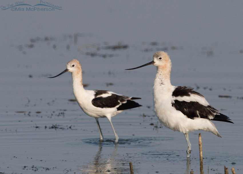 Male American Avocet fluffs up, Bear River Migratory Bird Refuge, Box Elder County, Utah