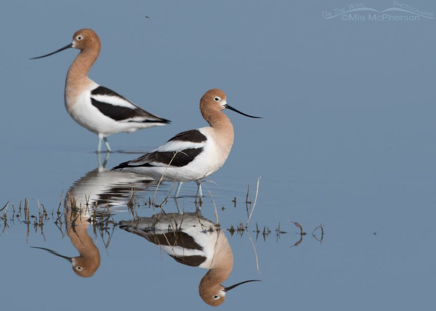 Pair of American Avocets in the marsh of Bear River MBR, Box Elder County, Utah