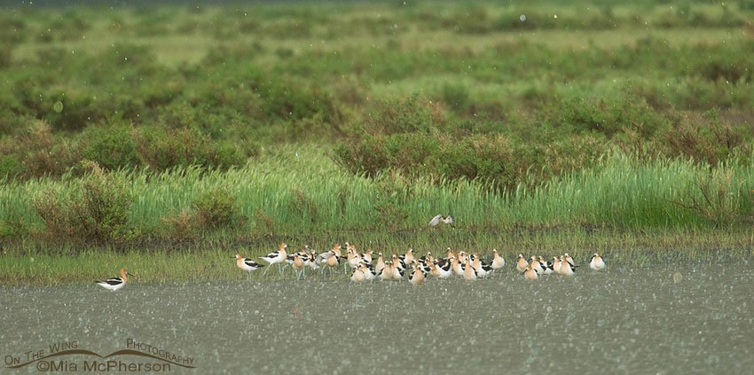 Flock of American Avocets after the hail turns to rain, Red Rock Lakes National Wildlife Refuge, Beaverhead County, Montana