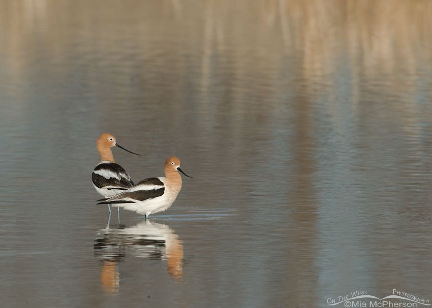 American Avocets yearly sequel, Farmington Bay WMA, Davis County, Utah