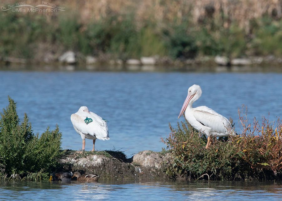 American White Pelican Wing Tag 90K - Glover Pond, Farmington Bay WMA, Davis County, Utah