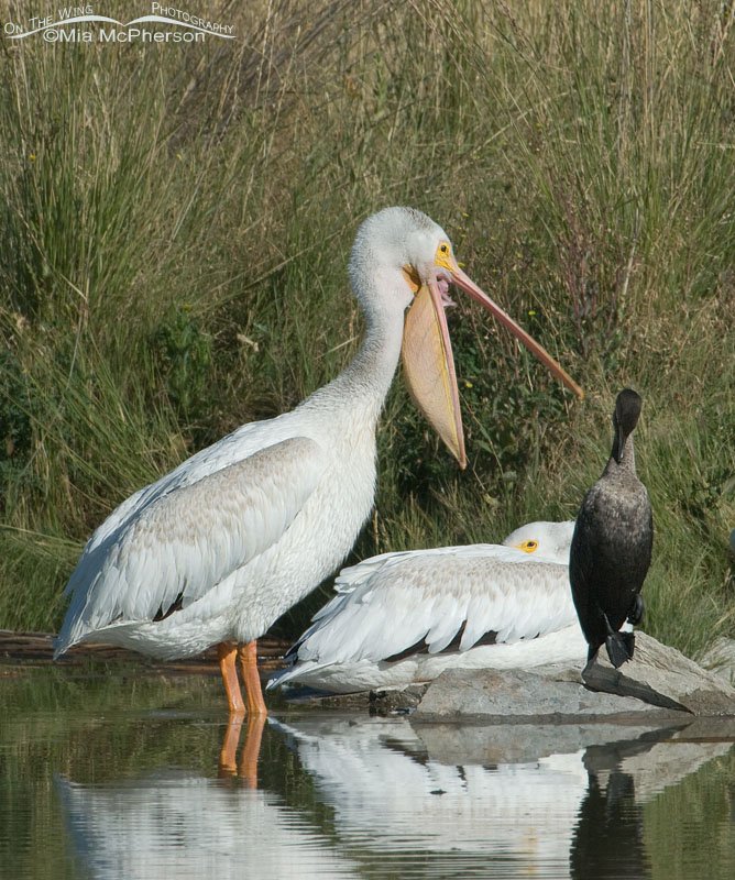 American White Pelican cleaning bill 2, Bear River Migratory Bird Refuge, Box Elder County, Utah