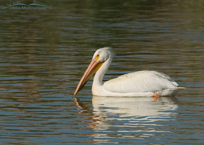 American White Pelican with one eye on me, Bear River Migratory Bird Refuge, Box Elder County, Utah