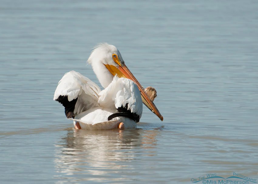Backward glance from an American White Pelican, Bear River Migratory Bird Refuge, Box Elder County, Utah