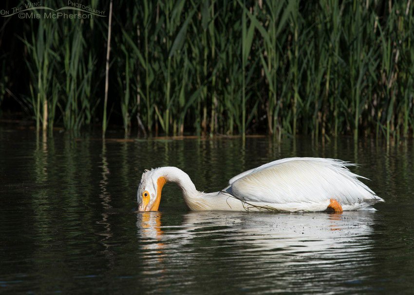 Single feeding American White Pelican at Bear River Migratory Bird Refuge, Box Elder County, Utah
