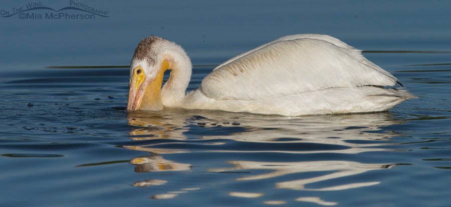 Fishing American White Pelican, Bear River Migratory Bird Refuge, Box Elder County, Utah