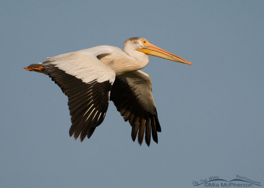 Nonbreeding plumage American White Pelican in flight, Bear River Migratory Bird Refuge, Box Elder County, Utah
