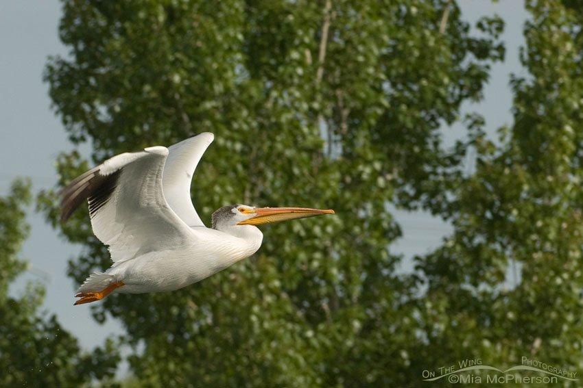 American White Pelican in flight with trees in the background, Salt Lake County, Utah