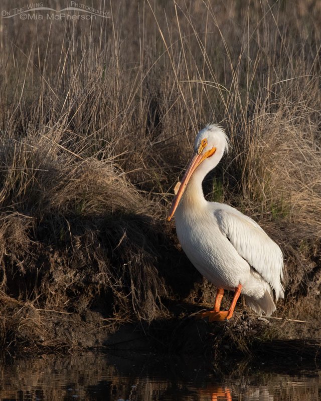American White Pelican glowing in early morning light American White Pelican glowing in early morning light, Bear River Migratory Bird Refuge, Box Elder County, Utah