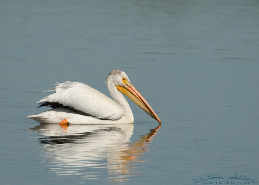 White Pelican with squiggly reflection, Farmington Bay WMA, Davis County, Utah