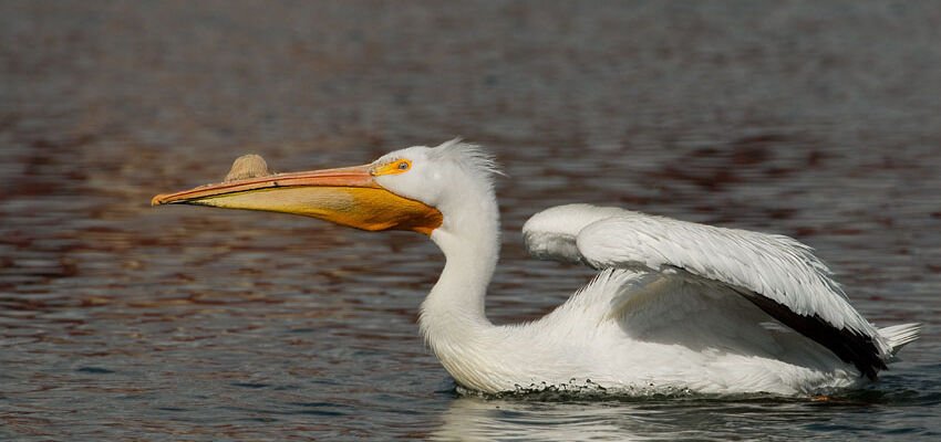 American White Pelican’s “horn”, Salt Lake County, Utah