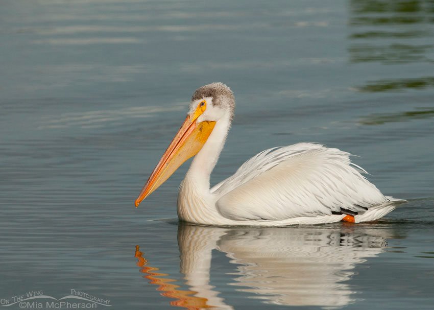 American White Pelican in summer plumage, Salt Lake County, Utah