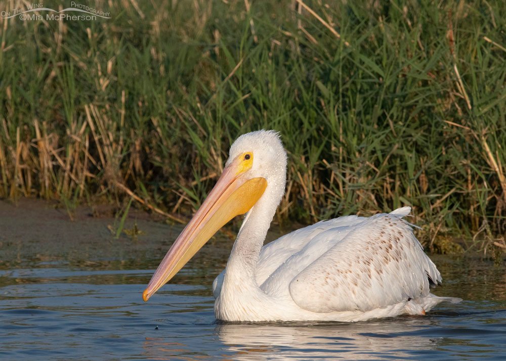 American White Pelican showing its one good eye, Farmington Bay WMA, Davis County, Utah