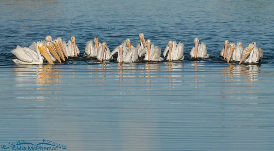 American White Pelicans, Farmington Bay WMA, Davis County, Utah