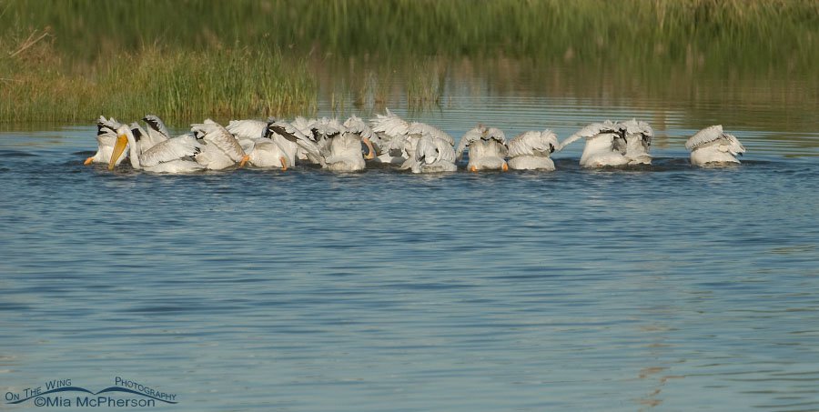 American White Pelicans – Butt shots, Farmington Bay WMA, Davis County, Utah