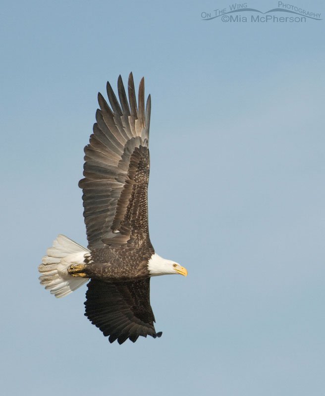 Adult Bald Eagle against blue sky, Farmington Bay WMA, Davis County, Utah