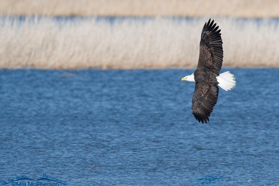 Adult Bald Eagle on the wing over a flooded flat, Farmington Bay WMA, Davis County, Utah