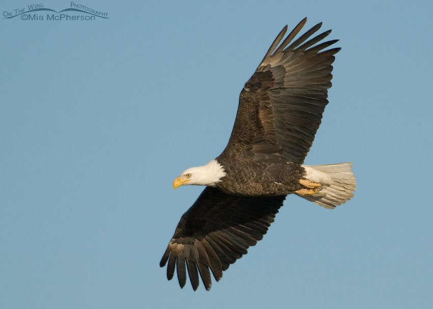 Bald Eagle adult in flight on a February morning, Farmington Bay WMA, Davis County, Utah