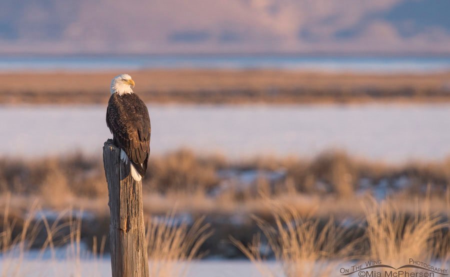 Sunrise, a Bald Eagle and Bear River Migratory Bird Refuge, Utah
