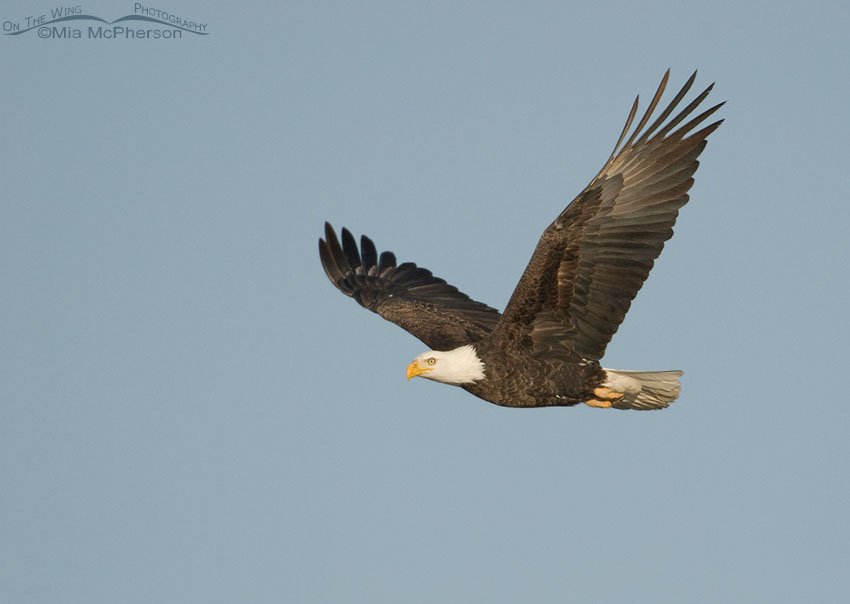 Adult Bald Eagle in flight in morning light, Farmington Bay WMA, Davis County, Utah