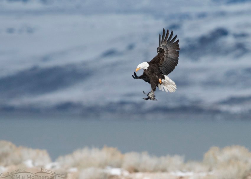 Bald Eagle in flight with prey over the Great Salt Lake and Antelope Island State Park, Utah